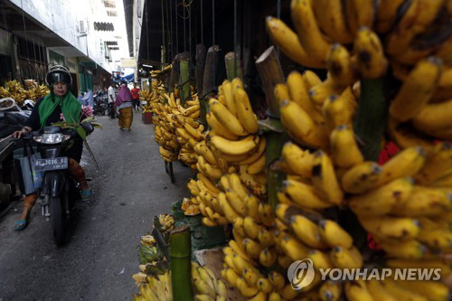 바나나의 멸종을 막을 실마리인 야생 바나나가 5그루만 남았다./출처=연합뉴스
