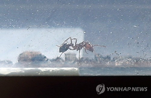 인천항서 붉은불개미 '여왕개미' 국내서 첫 발견, 일개미 수백마리도…