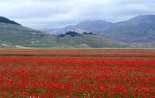 [사진으로 보는 세계] 꽃으로 물든 지상낙원 이탈리아