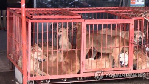 개들이 식용으로 사육되어 철장 안에 갖혀있는 모습이다./연합뉴스