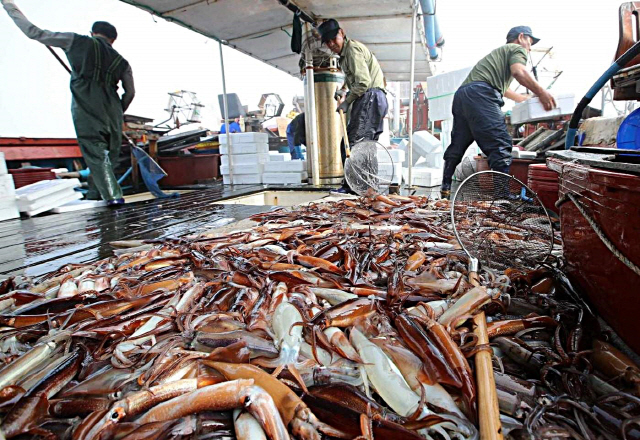 태안 신진도항에서 서해 오징어 위판      (태안=연합뉴스) 이달 중순 들어 서해안에서 오징어가 본격적으로 잡히면서 충남 태안군 근흥면 신진도항에 오징어 위판이 시작됐다. 현재 신진도항에서는 20∼30척의 오징어잡이 어선이 출항해 하루 2t가량을 출하하고 있으며 20마리 1박스에 3만5천∼4만5천원에 위판가격이 형성되고 있다. 2018.7.18 [태안군 제공=연합뉴스]  (끝)      <저작권자(c) 연합뉴스, 무단 전재-재배포 금지>