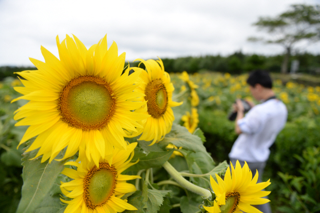 ‘김경숙해바라기’에서는 5~10월까지 풍성한 해바라기꽃을 구경할 수 있고 씨로 만든 다양한 상품도 구입할 수 있다.