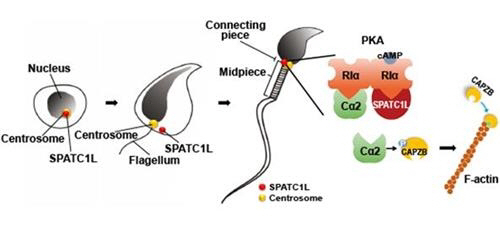 SPATC1L 단백질은 정자 발생 세포 시기부터 존재한다. 정자로 분화했을 때 정자 머리와 꼬리를 연결하는 부위에서 발견된다. 세포 내 골격구조 역할을 하는 액틴을 안정화하고, 머리-꼬리 연결을 유지하게 한다./사진=한국연구재단