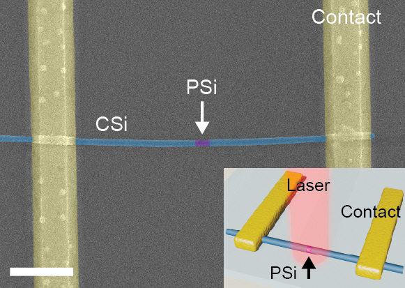 다공성실리콘(PSi)을 단결정실리콘(CSi) 나노선에 부분적으로 삽입한 모습을 전자현미경으로 담은 장면. 합성된 실리콘 나노선의 양 끝단에 전압을 걸면 PSi가 주입된 전하를 내부에 구속시켜 전류가 거의 흐르지 않게 된다. 빛을 쪼여줘 매우 큰 전류 증폭을 기대할 수 있다. /사진제공=박홍규 교수