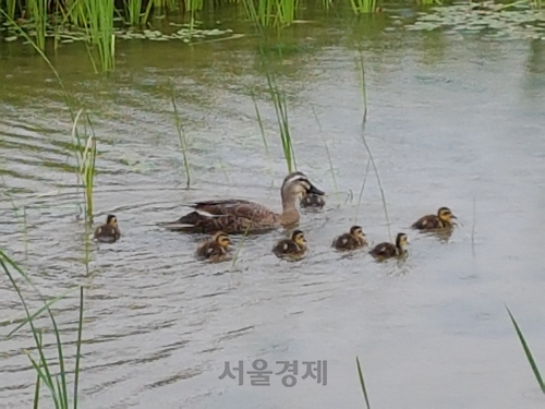 이촌한강공원에서 서식하고 있는 흰뺨검둥오리. /사진제공=서울시