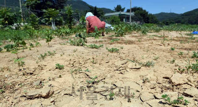 최악의 폭염이 이어진 1일 강화군 내가면의 한 주민이 고온에 바짝 마른 콩밭에서 말라쓰러진 콩줄기를 뽑아내고 있다. /강화=이호재기자
