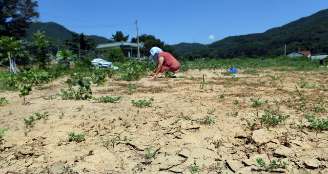 최악의 폭염으로 인한 여름 가뭄이 이어지고 있는 1일 강화군 내가면 고천리의 한 주민이 타들어가는 콩밭에서 말라죽은 콩을 뽑아내고 있다./강화=이호재기자.