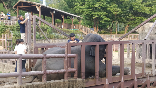 서울대공원의 아시아코끼리 ‘가자바’가 지난 5일 갑자기 다리 경련으로 주저 않자 진료팀이 응급처치를 하고 있다. /사진제공=서울대공원