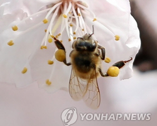 봉침의 원료로 쓰이는 벌의 독 / 사진=연합뉴스