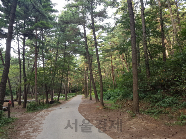 산림청, 8월의 국유림 명품숲 ‘희리산 해송숲’ 선정