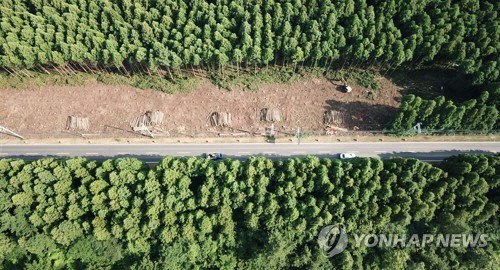 제주 비자림로 '확장공사 중단하라' 시민들 퍼포먼스 나서