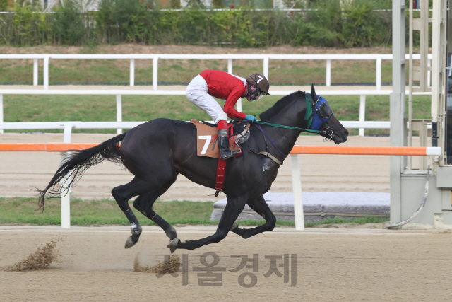 이혁 기수와 호흡을 맞춘 토스코노바캣이 12일 서울경제신문배 경주에서 결승선을 향해 독주를 펼치고 있다. /사진제공=한국마사회