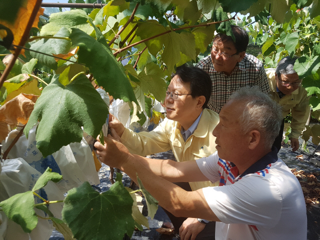김광수(가운데) NH농협금융지주 회장이 지난 18일 전북 익산시 용안면 포도재배 농가를 방문해 폭염 피해 현황을 점검하고 있다. /사진제공=농협금융
