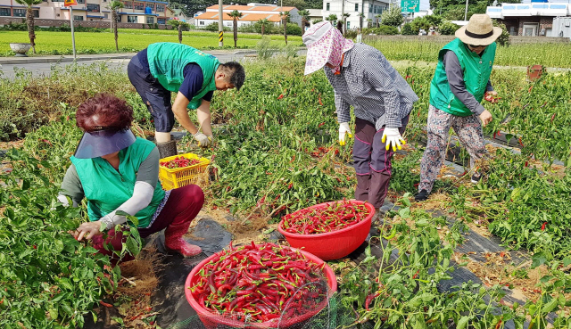 남해군 서면 새마을지도자협의회·부녀회(회장 김소철규, 정민숙)는 지난 17일 남새정원에서 이웃사랑 실천에 활용할 고추 등을 수확하는 기쁨을 누렸다. /사진제공=남해군청