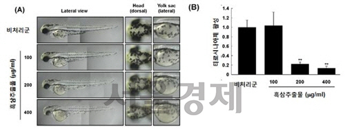흑삼추출물 처리에 의한 얼룩물고기(Zebrafish)의 멜라닌 합성 억제와 티로시나아제 활성 실험. /출처=한국식품연구원