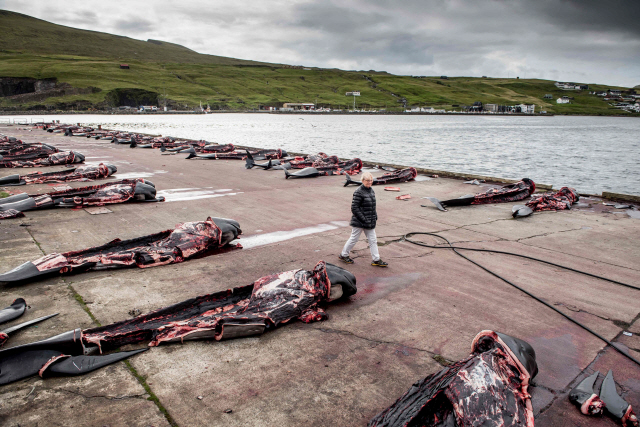 22일(현지시간) 노르웨이와 아이슬란드 사이에 위치한 북대서양 페로제도 산다바구 앞바다에 거두고래(Pilot whale) 사체들이 널려있다. /페로제도=AFP연합뉴스