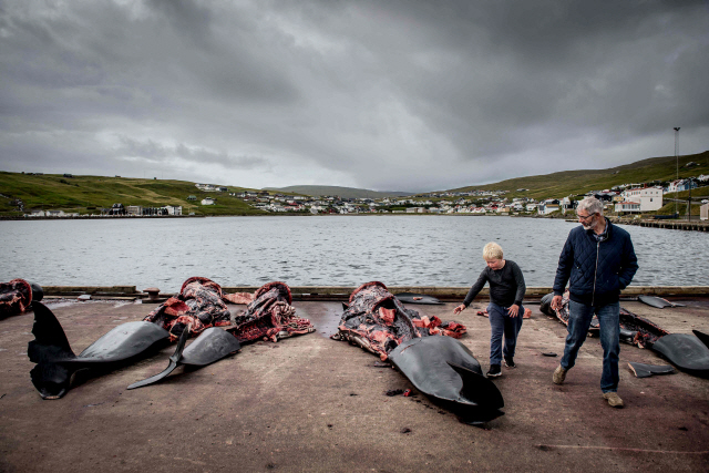 22일(현지시간) 노르웨이와 아이슬란드 사이에 위치한 북대서양 페로제도 산다바구 앞바다에 거두고래(Pilot whale) 사체들이 널려있다. /페로제도=AFP연합뉴스