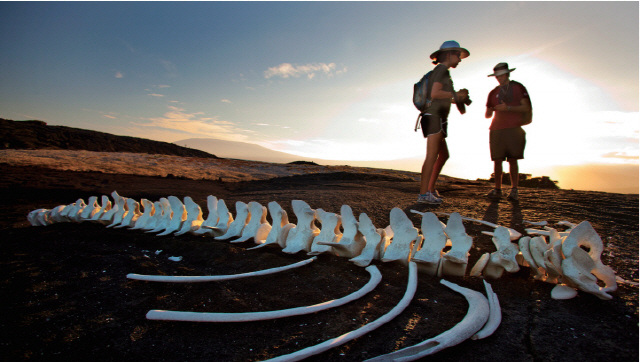 관광객들이 퍼넌디나 섬에서 발견된 고래 뼈를 촬영하고 있다.                                                                     출처: 포춘US
