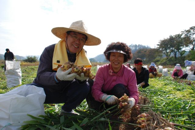 김광림 의원이 농민과 함께 밭에서 생강을 수확하고 있다./의원실 제공
