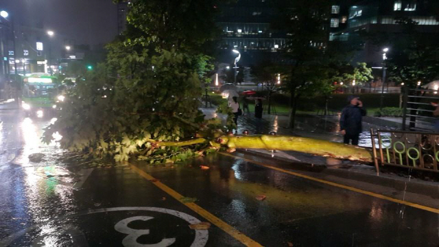 서울지역에 호우경보가 발효된 28일 동작구 중앙대학교 인근에 가로수가 폭우로 쓰러져있다./연합뉴스[흑석지구대 제공]