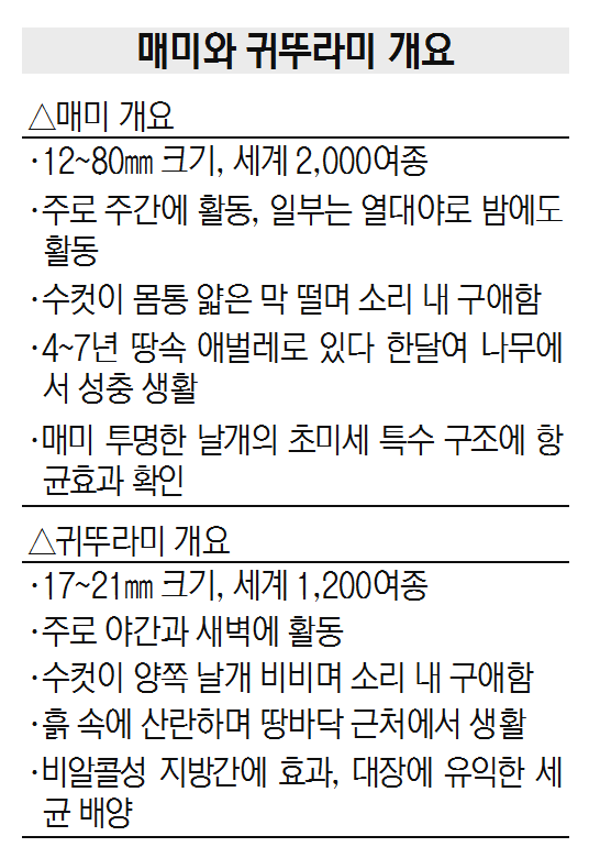 수정)매미와 귀뚜라미 개요