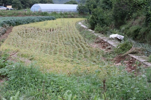 침수된 뒤 벼가 모두 누워있다./연합뉴스