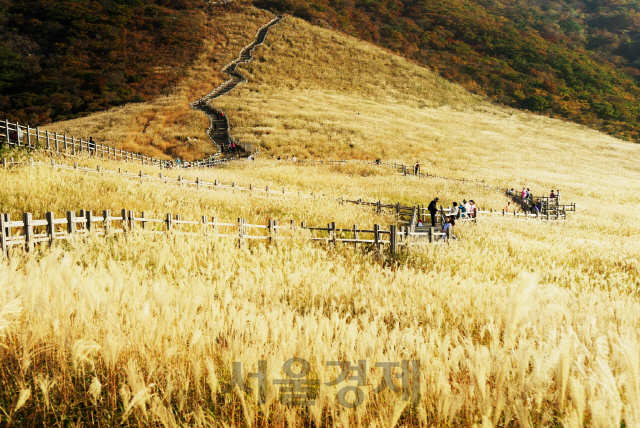 가을 신불산 억세숲 전경. 사진제공=산림청