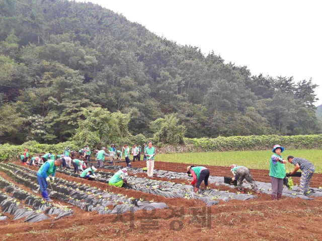 남해군 창선면새마을협의회 (회장 박유신, 부녀회장 장명화)가 지난 6일 재활용품 및 헌 옷 수집 경진대회를 마치고 옥천 마을 일원에서 이웃사랑 김장 배추 심기를 하고 있다. /사진제공=남해군