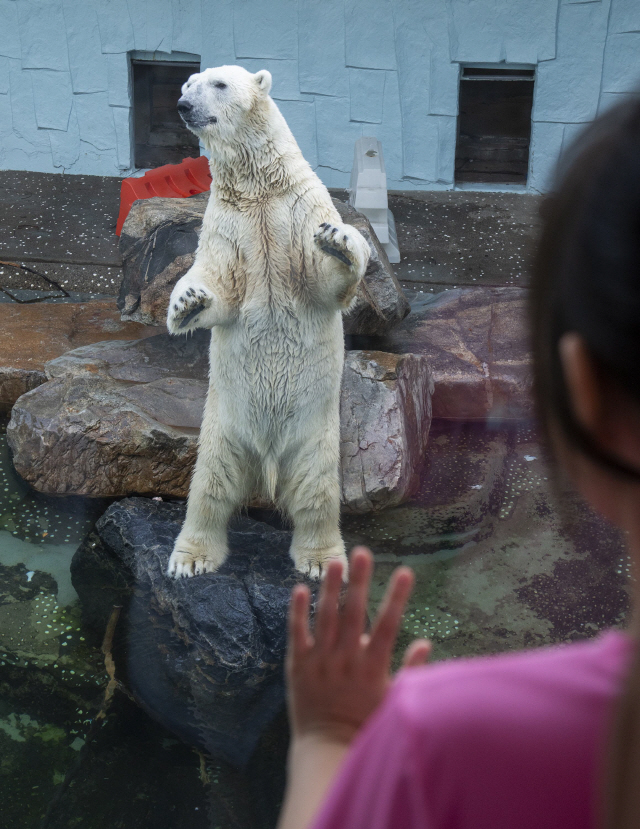 에버랜드의 북극곰 ‘통키’.