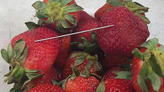호주 뉴사우스웨일스, 퀸즐랜드, 빅토리아주 소매점에서 구입한 딸기에 바늘이 있었다는 제보가 이어지고 있다./EPA연합뉴스