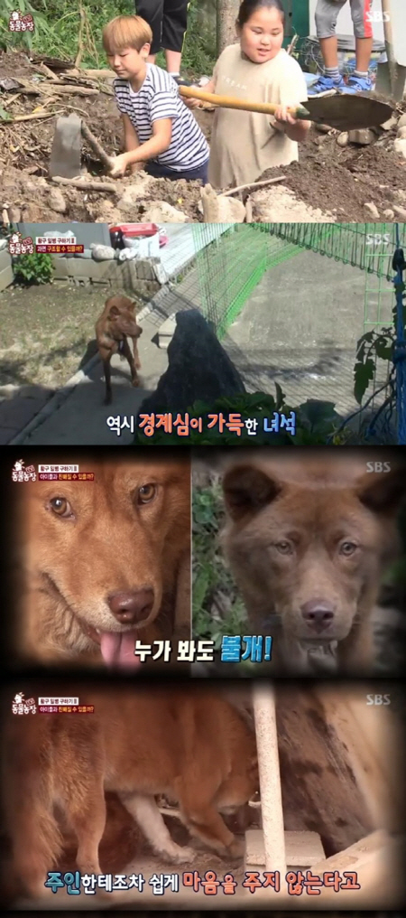 /사진=SBS ‘TV 동물농장’ 방송화면 캡처