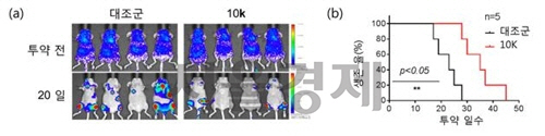 a)급성 골수성 백혈병 세포 이식한 쥐의 생체이미징. 후보약물을 투약(10k)한 쥐의 암이 대부분 사라졌다. (b) 대조군과 비교해 후보약물(10k)을 투약한 쥐의 생존일 수가 열흘 정도 늘어났다. /자료제공=한국연구재단
