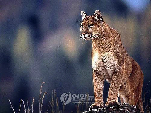 대전오월드에서 퓨마 1마리가 탈출했다가 2시간 만에 출동한 수색대에 붙잡혔다./사진=연합뉴스