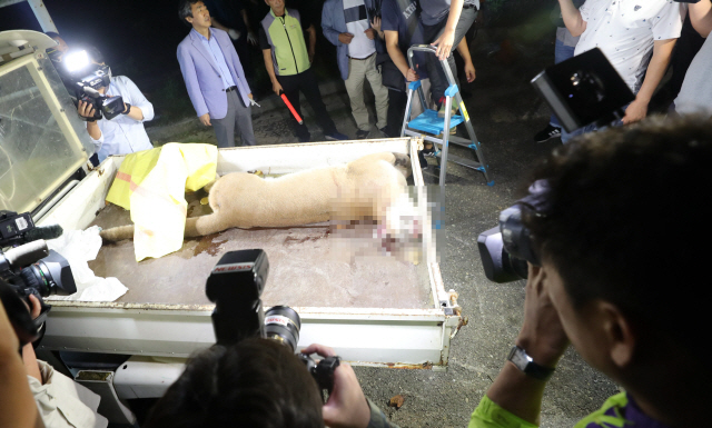 지난 18일 대전 동물원을 탈출한 퓨마가 탈출 4시간30여분만에 사살됐다. 사진은 사살된 퓨마./연합뉴스