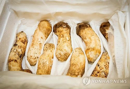 '통큰' 김정은 위원장, 선물한 송이버섯 2t 가격은 무려 18억원?
