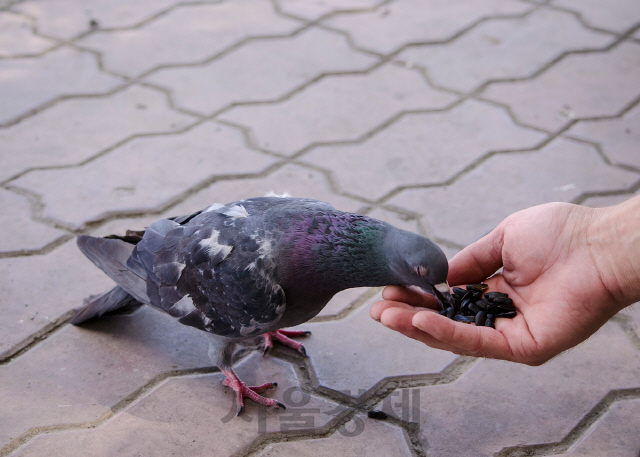 '비둘기 모이주면 징역'...태국 정부가 칼빼든 까닭은