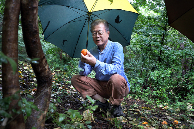 문재인 대통령이 29일 오전 경남 양산시 사저 뒷산에서 산책을 하던 중 열매를 살펴보고 있다. /사진제공=청와대