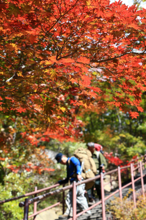 설악산 단풍이 시작된 후 첫 휴일인 30일 산행에 나선 등산객들이 서북 능선 구간에서 단풍을 만끽하고 있다./속초=연합뉴스