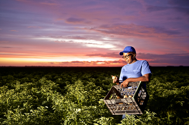 미국 뉴저지 주 캠든에 위치한 블랙골드 농장에서 감자의 상태를 체그하고 있는 브렌다 무어. 블랙골드 농장은 펩시코의 지속가능한 농업 프로그램을 통해 최신 기술을 도입했다. 사진=포춘US