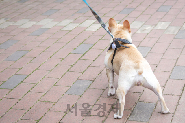 '내 개가 안 물었어' 발뺌하다 벌금액 2배로 늘어