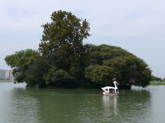 수성못을 찾은 여행객들이 오리배를 타며 경치를 감상하고 있다.