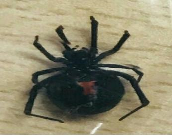 대구공군부대서 발견 거미는 외래종 독거미, 붉은불개미보다 12배 강한 독성