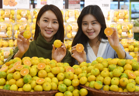 7일 서울 중구 롯데마트 서울역점에서 모델들이 제주에서 수확한 달콤한 귤을 소개하고 있다. 롯데마트는 오늘 10일까지 제주산 감귤과 황금향을 전 점포에서 판매한다.  /권욱기자