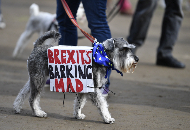 7일(현지시간) 영국에서 시민들과 반려동물이 브렉시트 철회를 요구하는 시위를 벌이고 있는 가운데 한 강아지가 ‘브렉시트는 미친 짓’이라는 글이 쓰여진 리본을 달고 거리를 행진하고 있다. /EPA연합뉴스
