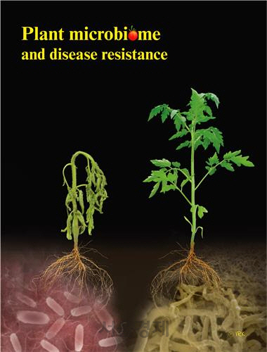 식물 미생물군집과 질병저항성. /사진제공=연세대 김지현 교수팀