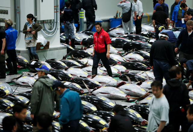 Wholesalers check the quality of frozen tuna displayed during the first tuna auctions on the opening day of the new Toyosu fish market, which has been relocated from Tsukiji, in Tokyo, Japan, October 11, 2018.   REUTERS/Issei Kato      <저작권자(c) 연합뉴스, 무단 전재-재배포 금지>