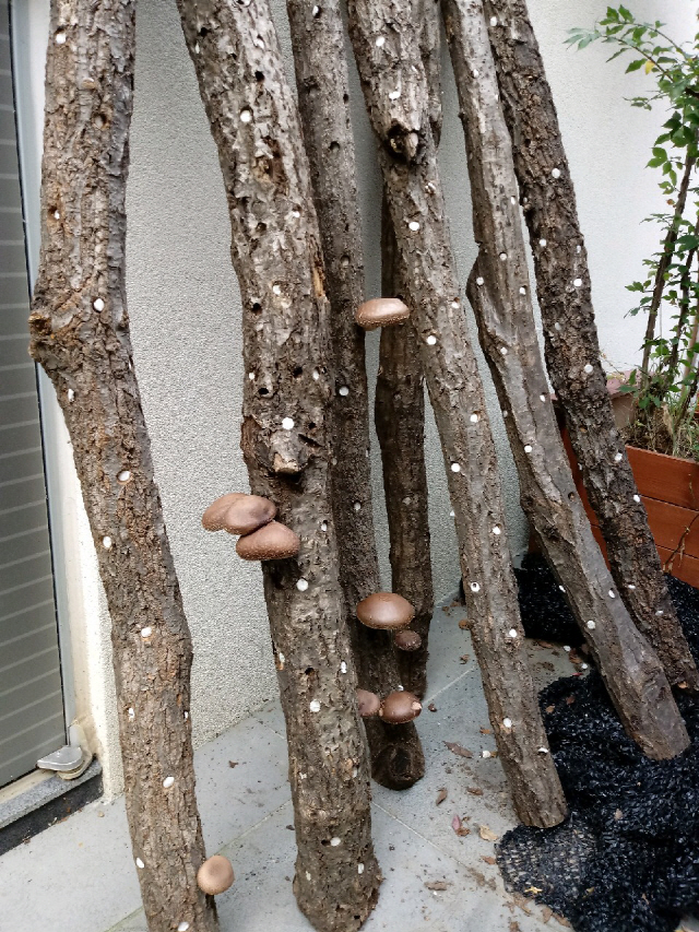 값비싼 장작으로 끝날뻔 했던 버섯종균 참나무. 나뭇가지가 자라 듯 어느날 문득 버섯송이들이 피어났다.