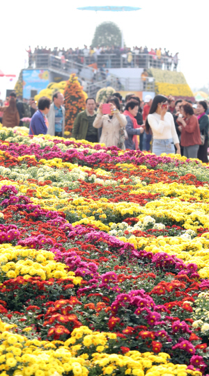 지난해 10월에 경남 창원시에서 열린 ‘제17회 마산가고파 국화축제’를 찾은 관람객들이 국화꽃을 감상하고 있다./창원=연합뉴스