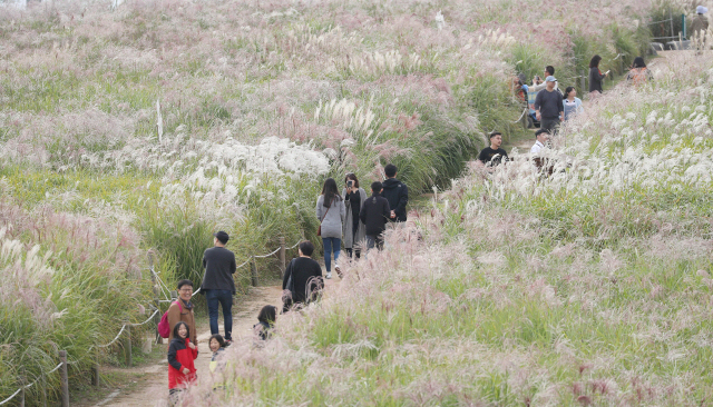 서울 마포구 하늘공원을 찾은 시민들이 억새밭 사이를 산책하며 가을 정취를 만끽하고 있다. /연합뉴스