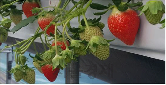 경남도농기원이 연구 개발한 딸기 신품종 ‘금실’